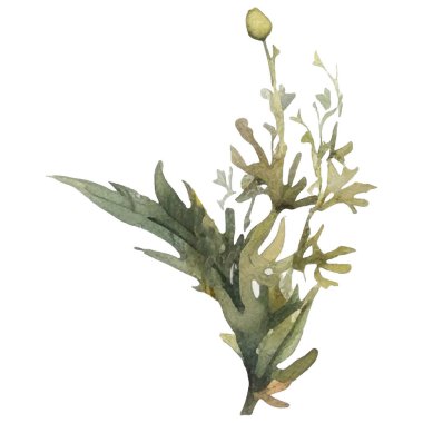 Vektör Suluboya çiçek çizimi. El çizimi çiçek tasarımı elementleri beyaz arkaplanda izole.