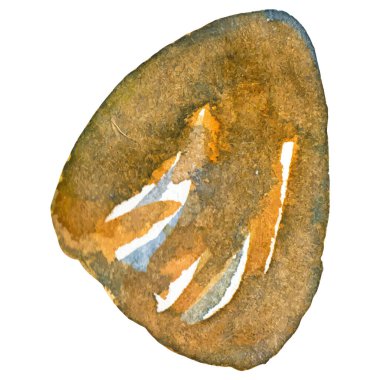 Deniz tarağı boyalı suluboya. Beyaz arkaplanda el yapımı taze deniz ürünleri tasarımı elementi izole edildi.