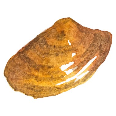 Deniz tarağı boyalı suluboya. Beyaz arkaplanda el yapımı taze deniz ürünleri tasarımı elementi izole edildi.