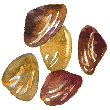 Suluboya deniz tarakları. Beyaz arkaplanda el yapımı taze deniz ürünleri tasarımı elementi izole edildi.