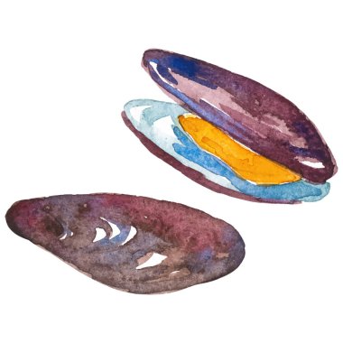 Suluboya midyeler. Beyaz arkaplanda el yapımı taze deniz ürünleri tasarımı elementi izole edildi.