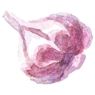 Sarımsak boyalı suluboya. El çizimi taze gıda tasarım elementi beyaz arka planda izole.