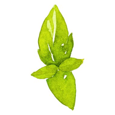 Fesleğen boyalı suluboya. El çizimi taze gıda tasarım elementi beyaz arka planda izole.