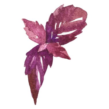 Suluboya yeşillik boyası. El çizimi taze gıda tasarım elementi beyaz arka planda izole.