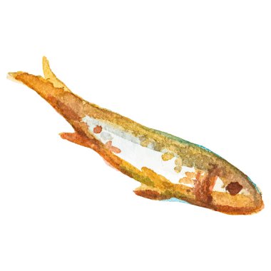 Kızarmış balık boyalı suluboya El beyaz arka planda izole edilmiş taze deniz ürünleri tasarımı elementi çizdi