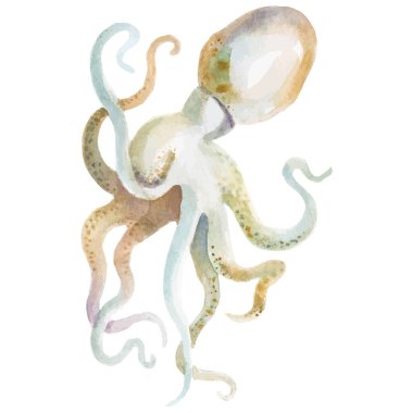 Suluboya ahtapot boyası. Beyaz arkaplanda el yapımı taze deniz ürünleri tasarımı elementi izole edildi.