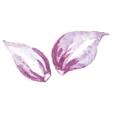 Sarımsak boyalı suluboya. El çizimi taze gıda tasarım elementi beyaz arka planda izole.