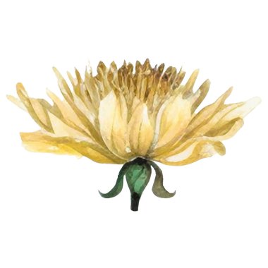 Vektör suluboya çiçek. El çizimi çiçek tasarımı elementleri beyaz arkaplanda izole.