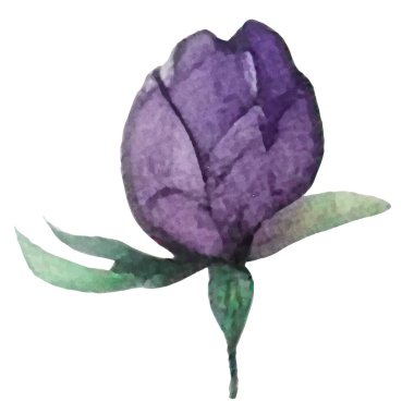 Vektör suluboya çiçek. El çizimi çiçek tasarımı elementleri beyaz arkaplanda izole.