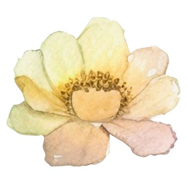 Vektör suluboya çiçek. El çizimi çiçek tasarımı elementleri beyaz arkaplanda izole.