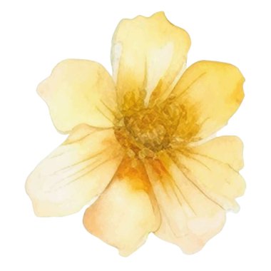 Vektör suluboya çiçek. El çizimi çiçek tasarımı elementleri beyaz arkaplanda izole.