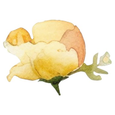 Vektör suluboya çiçek. El çizimi çiçek tasarımı elementleri beyaz arkaplanda izole.