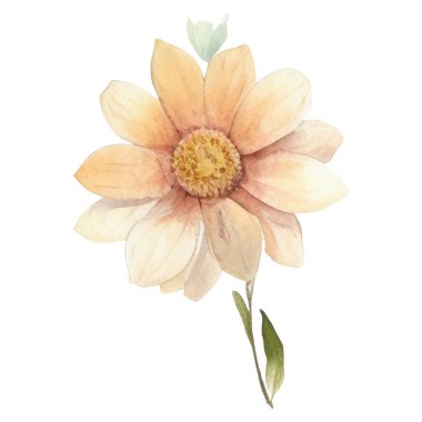 Vektör suluboya çiçek. El çizimi çiçek tasarımı elementleri beyaz arkaplanda izole.