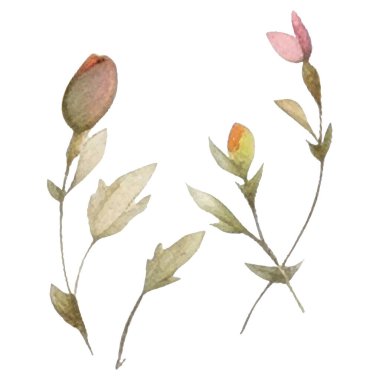 Vektör suluboya çiçek. El çizimi çiçek tasarımı elementleri beyaz arkaplanda izole.