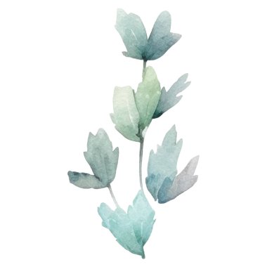 Vektör suluboya çiçek. El çizimi çiçek tasarımı elementleri beyaz arkaplanda izole.