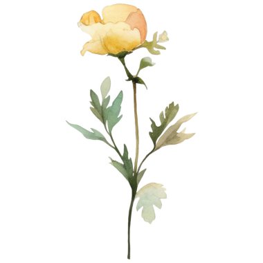 Vektör suluboya çiçek. El çizimi çiçek tasarımı elementleri beyaz arkaplanda izole.