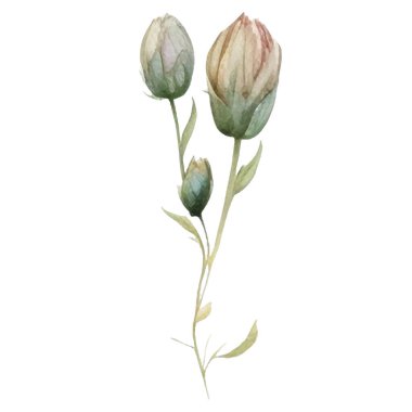 Vektör suluboya çiçek. El çizimi çiçek tasarımı elementleri beyaz arkaplanda izole.