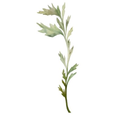 Vektör suluboya çiçek. El çizimi çiçek tasarımı elementleri beyaz arkaplanda izole.