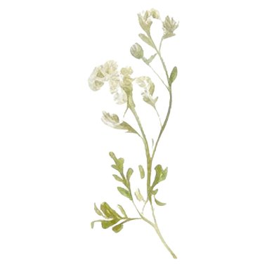 Vektör suluboya çiçek. El çizimi çiçek tasarımı elementleri beyaz arkaplanda izole.