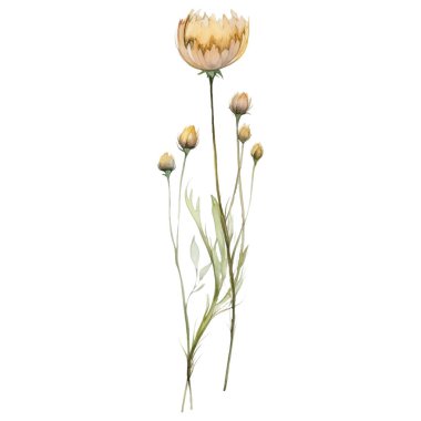 Vektör suluboya çiçek. El çizimi çiçek tasarımı elementleri beyaz arkaplanda izole.