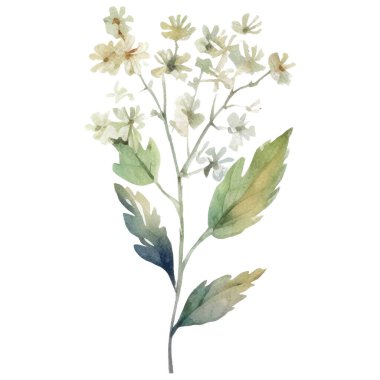 Vektör suluboya çiçek. El çizimi çiçek tasarımı elementleri beyaz arkaplanda izole.