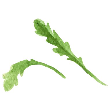 Suluboya yaprak. El çizimi taze gıda tasarım elementi beyaz arka planda izole.