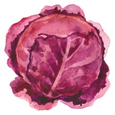 Lahana boyalı suluboya. El çizimi taze gıda tasarım elementi beyaz arka planda izole.