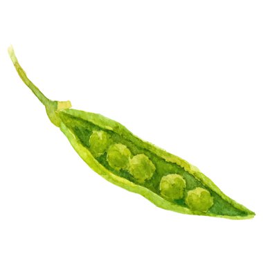 Bezelye boyası. El çizimi taze gıda tasarım elementi beyaz arka planda izole.