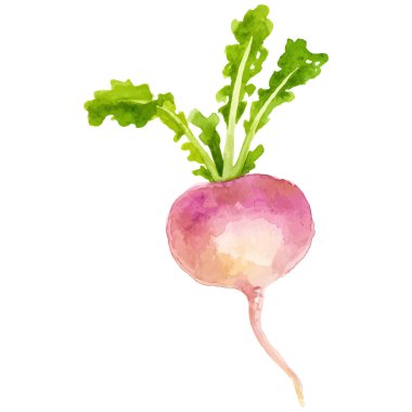 Suluboya boyalı şalgam. El çizimi taze gıda tasarım elementi beyaz arka planda izole.