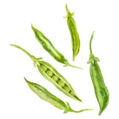 Bezelye boyası. El çizimi taze gıda tasarım elementi beyaz arka planda izole.