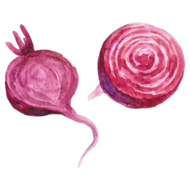 Suluboya pancar boyası. El çizimi taze gıda tasarım elementi beyaz arka planda izole.