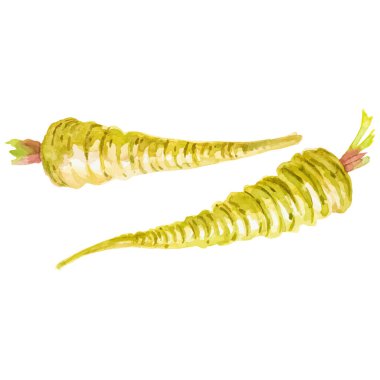 Yaban havucu boyalı suluboya. El çizimi taze gıda tasarım elementi beyaz arka planda izole.