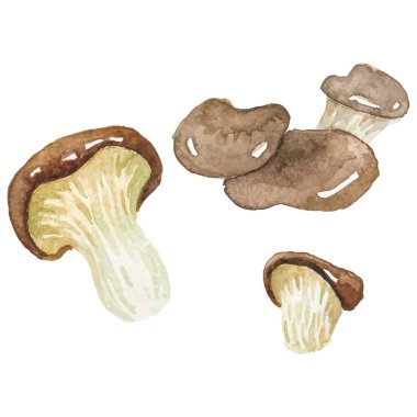 Suluboya boyalı istiridye mantarı El beyaz arka planda izole edilmiş taze gıda tasarımı elementi çizdi