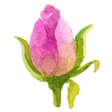 Vektör suluboya gül çiçeği. El çizimi tasarım ögesi beyaz arkaplanda izole edildi.