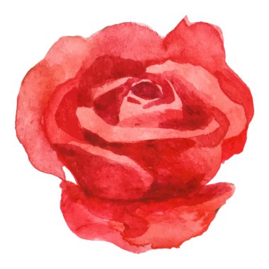 Vektör suluboya gül çiçeği. El çizimi tasarım ögesi beyaz arkaplanda izole edildi.