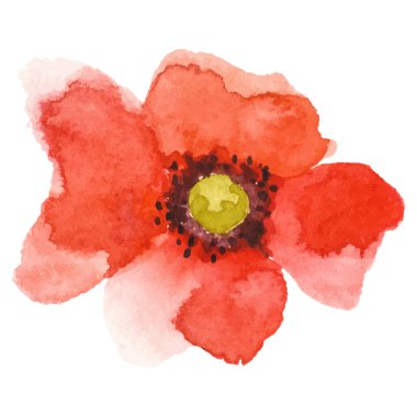 Haşhaş çiçeği boyalı vektör suluboya. El çizimi tasarım ögesi beyaz arkaplanda izole edildi.