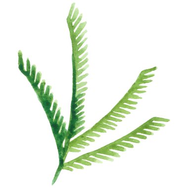 Suluboya çiçek yaprakları El çizimi çiçek tasarımı elementi beyaz arkaplanda izole