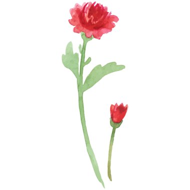 Çiçek boyalı vektör El çizilmiş çiçek tasarımı ögesi beyaz arkaplanda izole