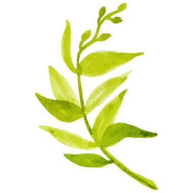 Suluboya boyalı çiçek dalı El çizilmiş çiçek tasarımı ögesi beyaz arkaplanda izole