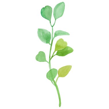 Suluboya boyalı çiçek dalı El çizilmiş çiçek tasarımı ögesi beyaz arkaplanda izole