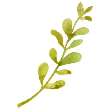 Suluboya boyalı çiçek dalı El çizilmiş çiçek tasarımı ögesi beyaz arkaplanda izole