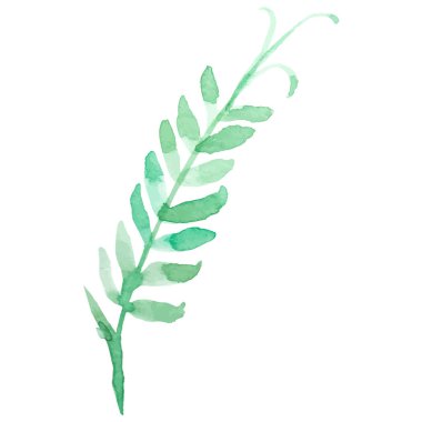 Vektör Suluboya çiçek yaprağı El çizimi çiçek tasarımı ögesi beyaz arkaplanda izole