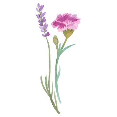 Karanfil çiçeği boyalı suluboya. El çizimi tasarım ögesi beyaz arkaplanda izole edildi.