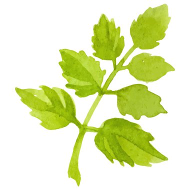 Vektör suluboya gül yaprakları El çizimi element beyaz arkaplanda izole