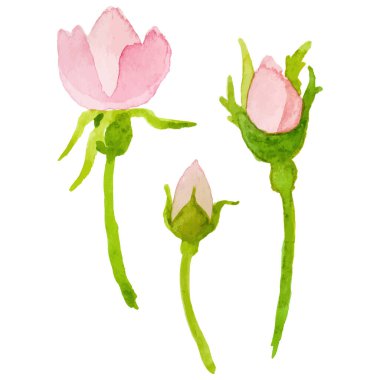 Vektör suluboya boyalı köpek gülü El çizim elementi beyaz arkaplanda izole