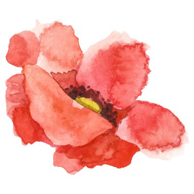 Haşhaş çiçeği boyalı vektör suluboya. El çizimi tasarım ögesi beyaz arkaplanda izole edildi.