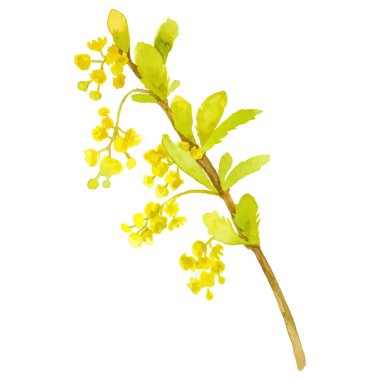 Ağaç dalları boyalı suluboya El çizimi çiçek tasarımı ögesi şeffaf arkaplan üzerine