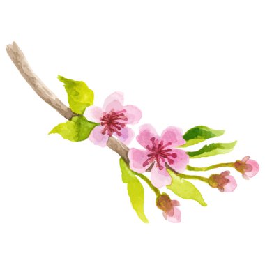 Ağaç dalları boyalı suluboya El çizimi çiçek tasarımı ögesi şeffaf arkaplan üzerine