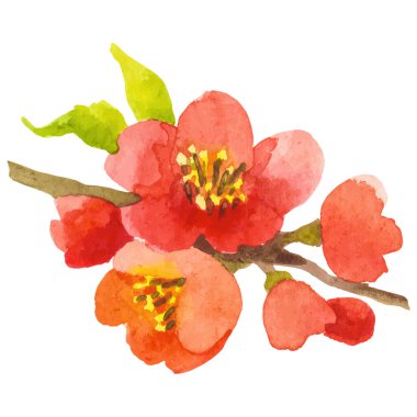 Ağaç dalları boyalı suluboya El çizimi çiçek tasarımı ögesi şeffaf arkaplan üzerine