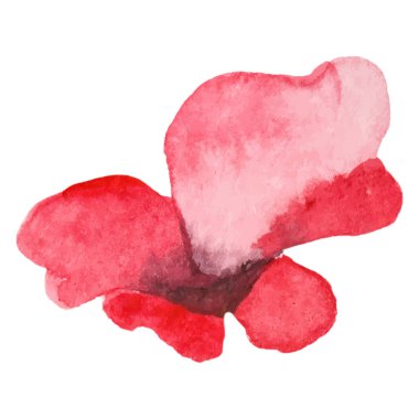 Haşhaş çiçeği boyalı vektör suluboya. El çizimi tasarım ögesi beyaz arkaplanda izole edildi.